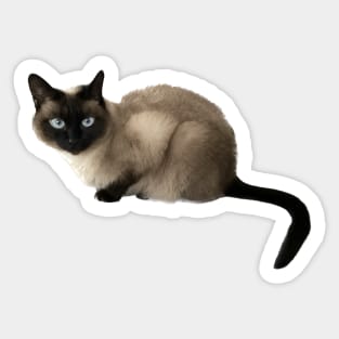 Siam Cat Sticker